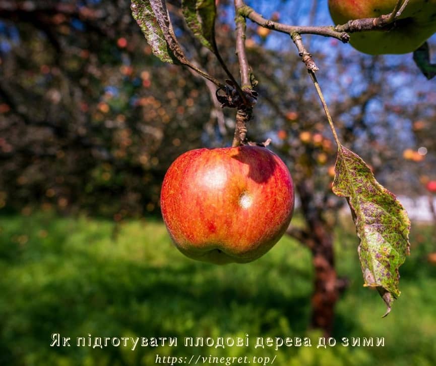 Як підготувати плодові дерева до зими Як підготувати плодові дерева до зими