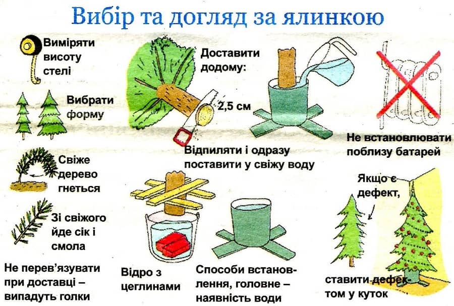 Як вибрати живу ялинку на Новий рік?