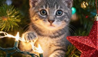 Ялинкова мішура не для кішки