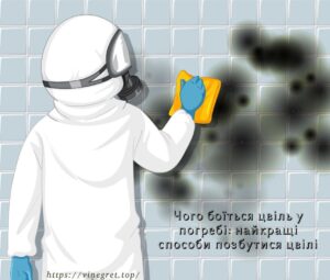 Чого боїться цвіль у погребі: найкращі способи позбутися цвілі