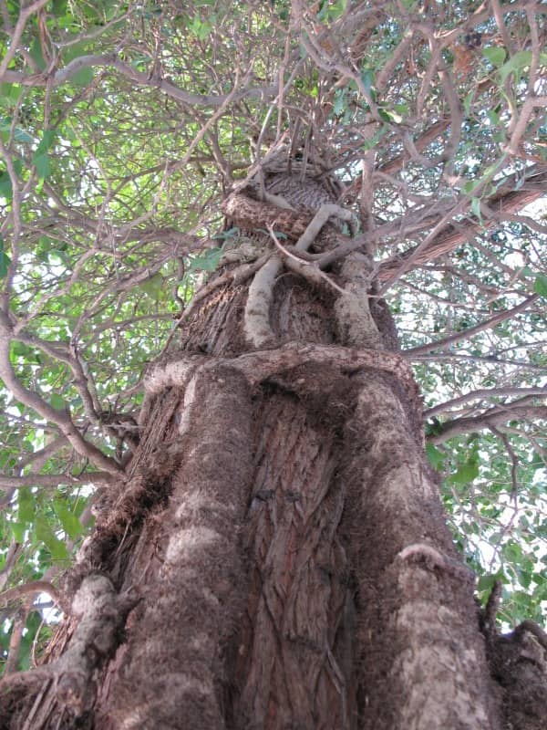 Відпочинок на озері Хевіз взимку: визначні місця Угорщини