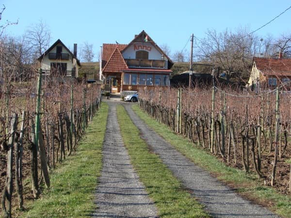 Виноградники Хевіза.