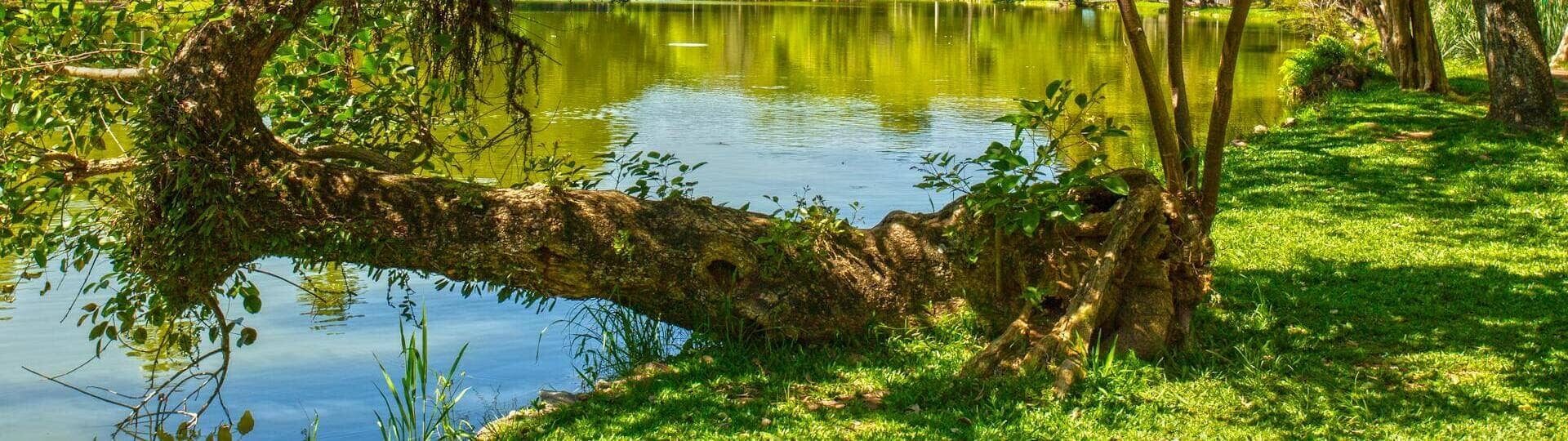 Привіт Весна! Бруньки тополі в народній медицині.